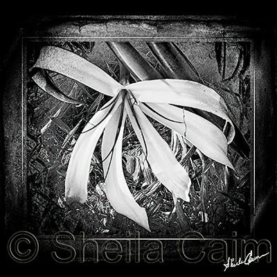 black & white version of beautiful tropical flowers in Belize